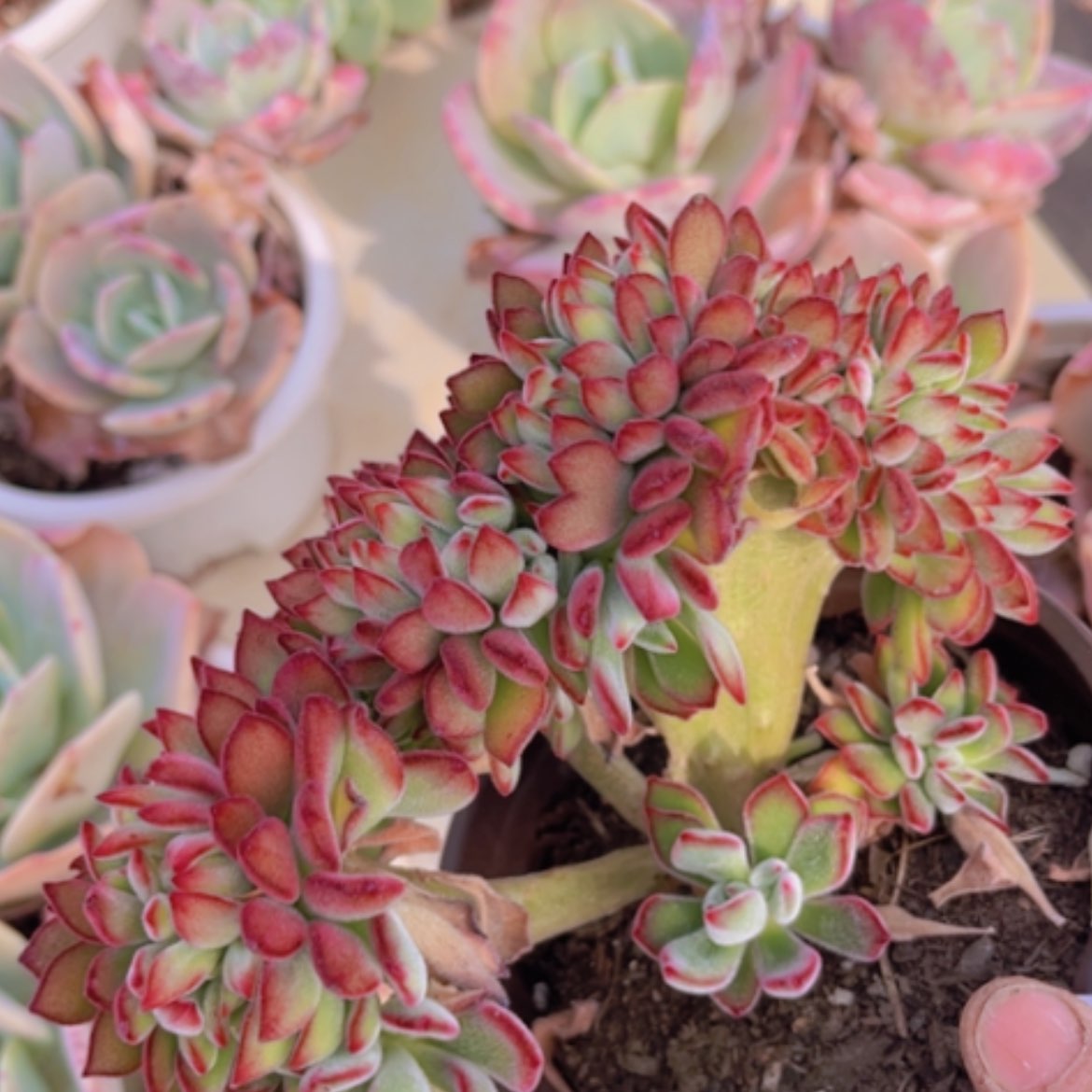 【闪购商品】红兔耳缀多肉15121