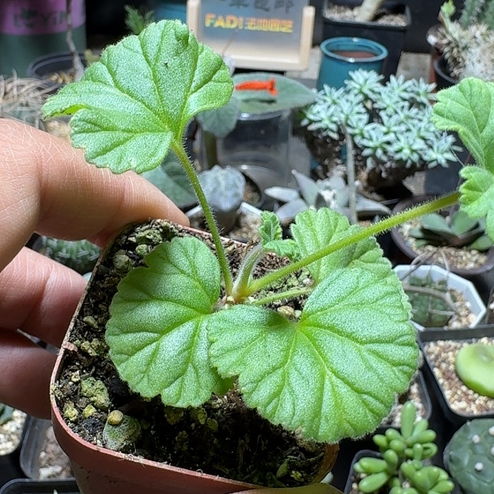 921香草冰激凌洋葵带盆发货一个随机