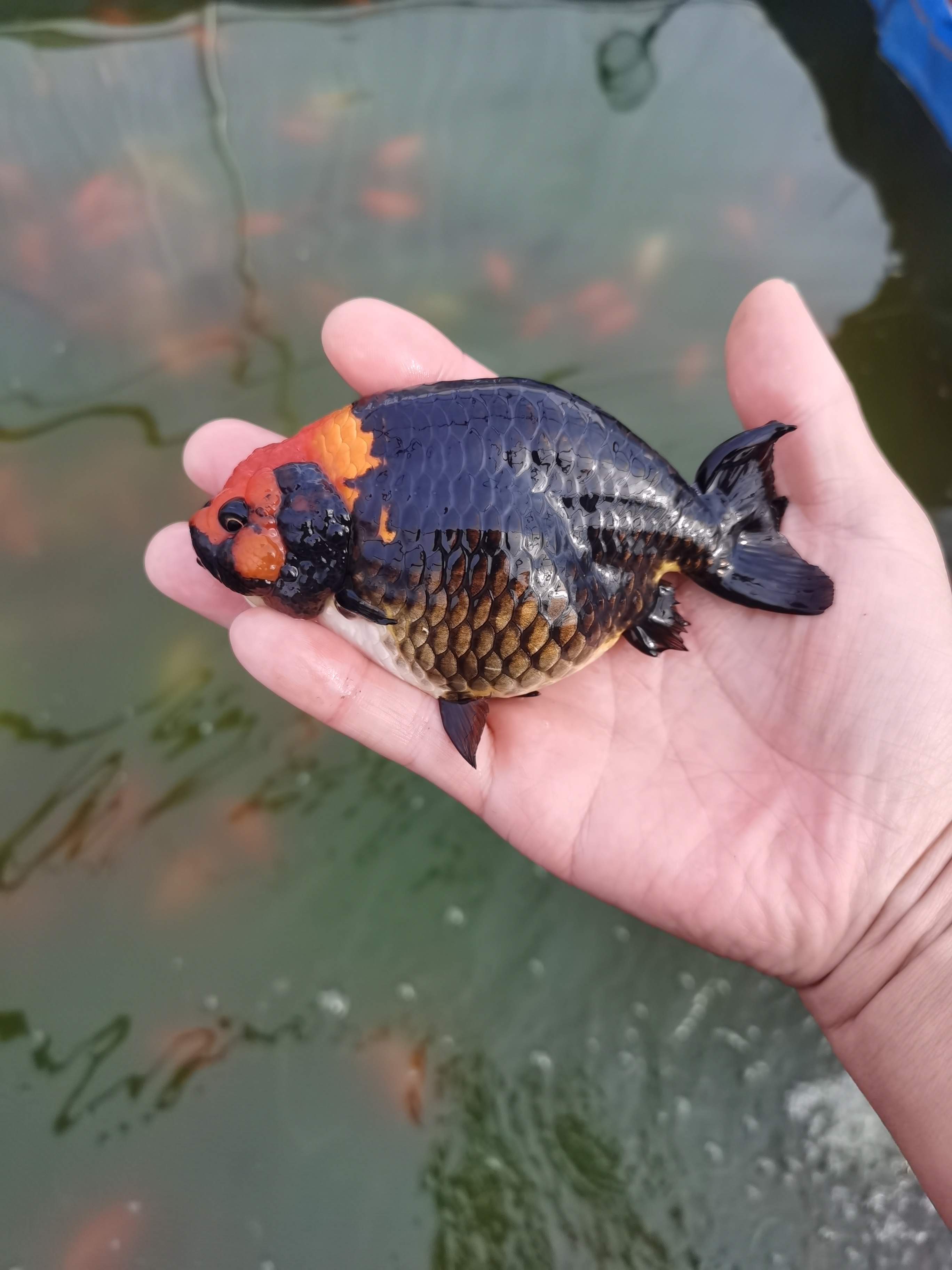 金鱼观赏鱼顶红兰寿花狮猫狮泰狮龙睛鎏金百褶冷水鱼好养耐活