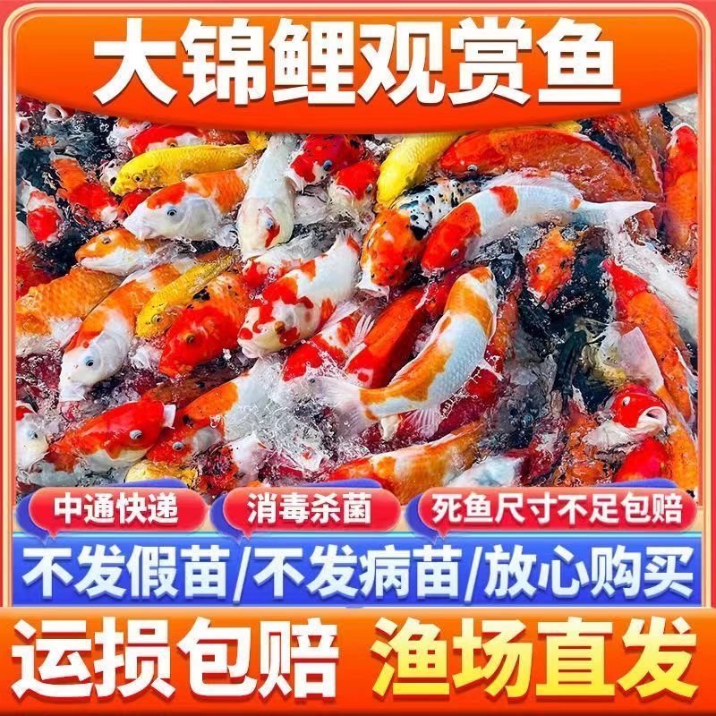 黄色牌1-100 纯种锦鲤观赏鱼冷水鱼黑金白金红白