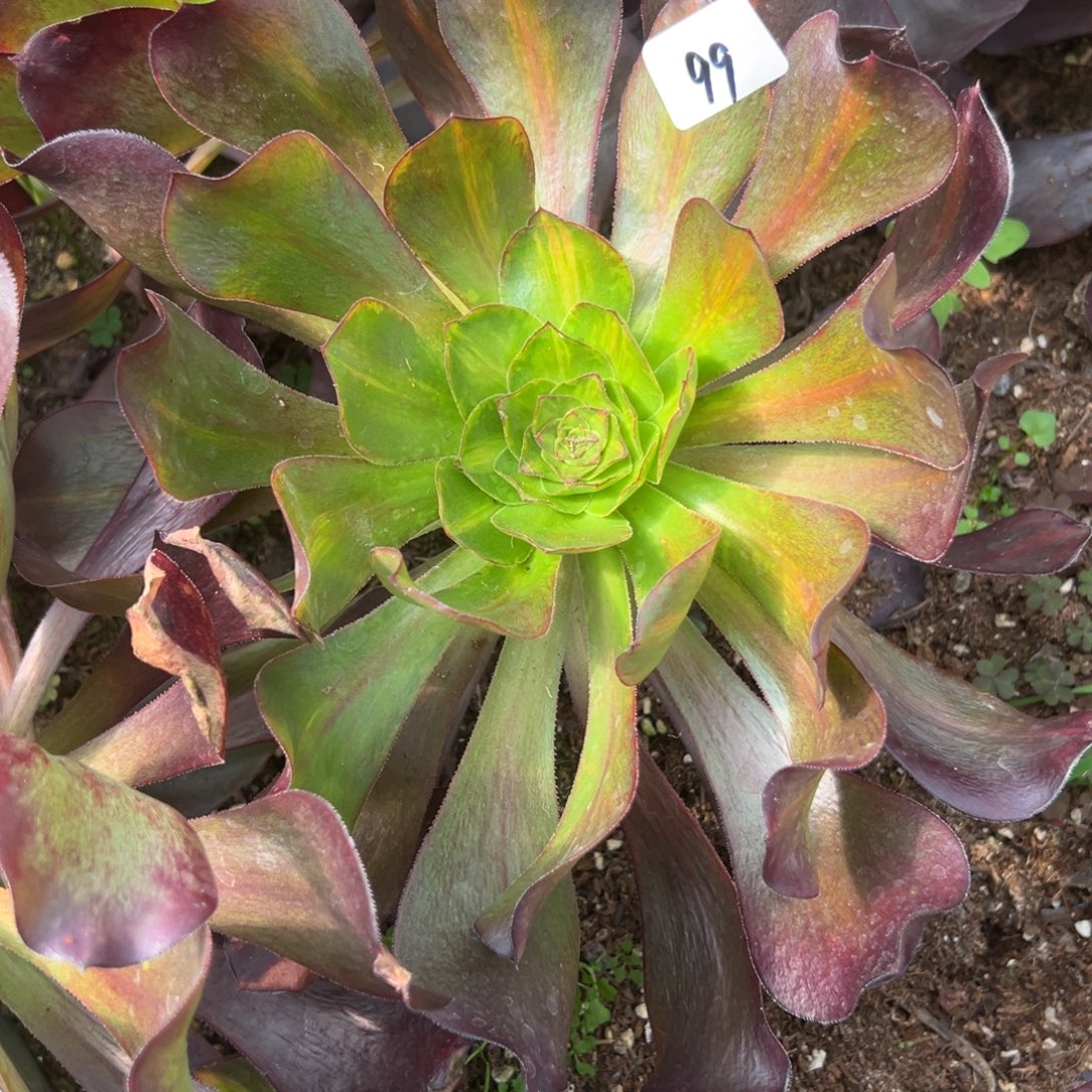 99万巫毒彩多肉仔细一看