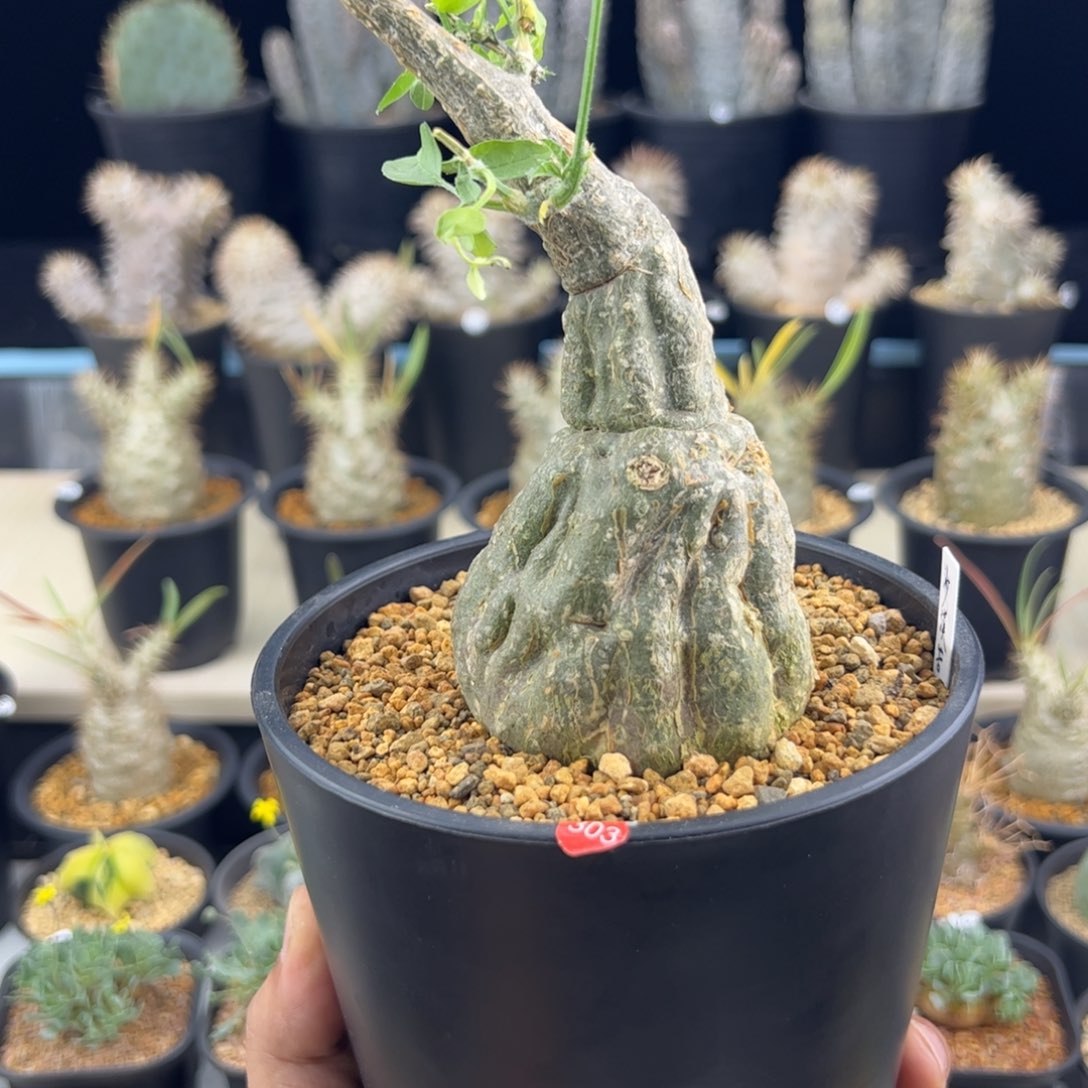 沙漠苦瓜一物一拍