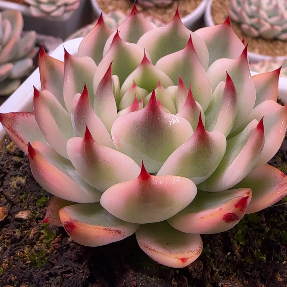 吉娃娃锦 多肉植物