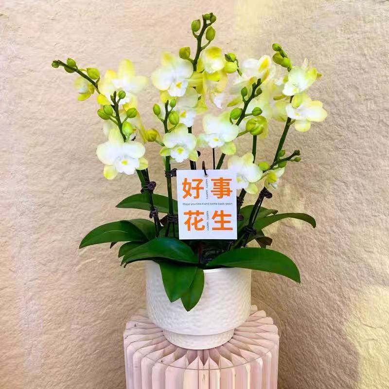 【玉兔】新品蝴蝶兰欧品大舌头浅绿色花朵室内好养易活鲜花绿植