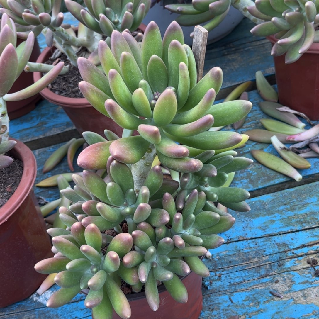 好姑娘多肉园艺，金蝉