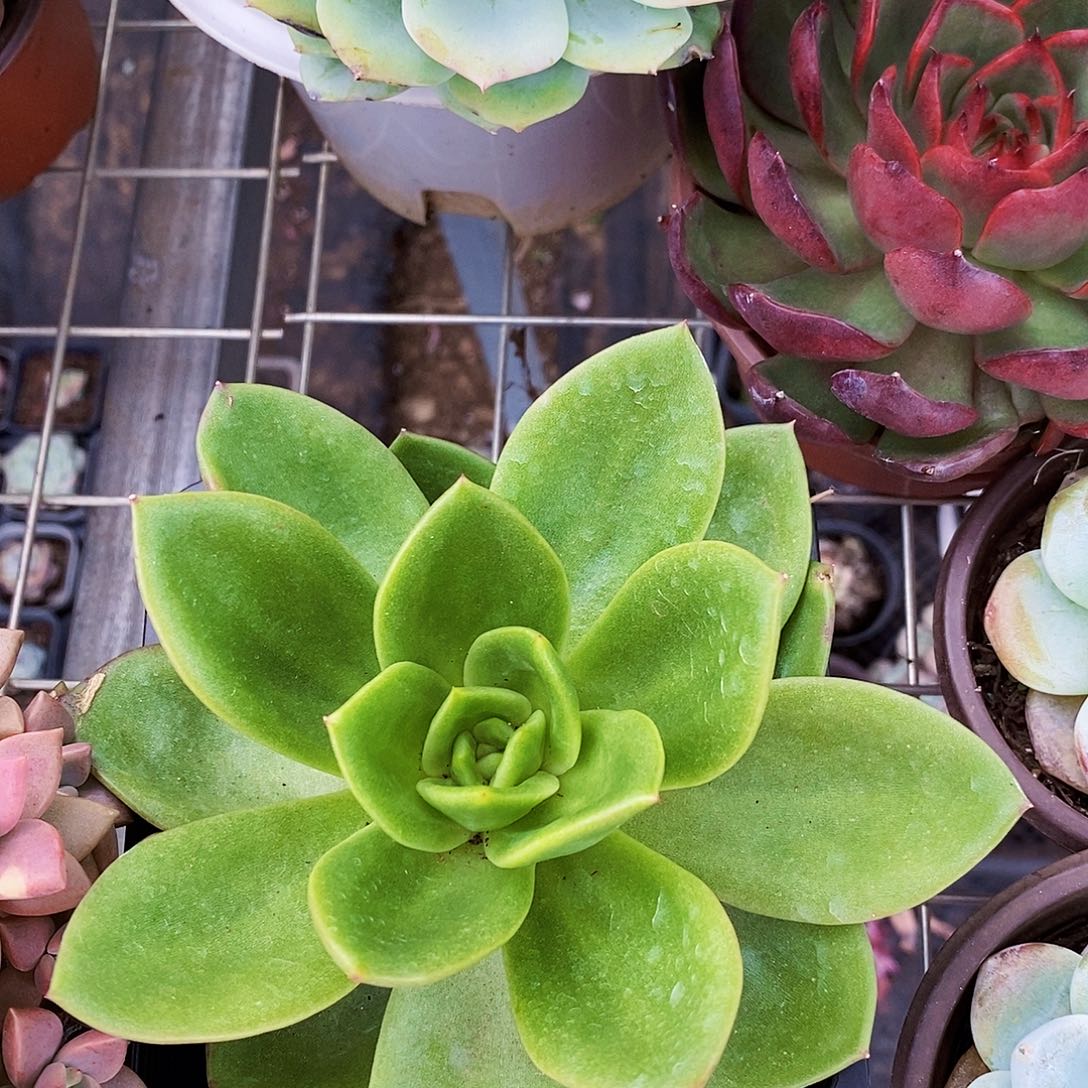 翠花大单头精品特价