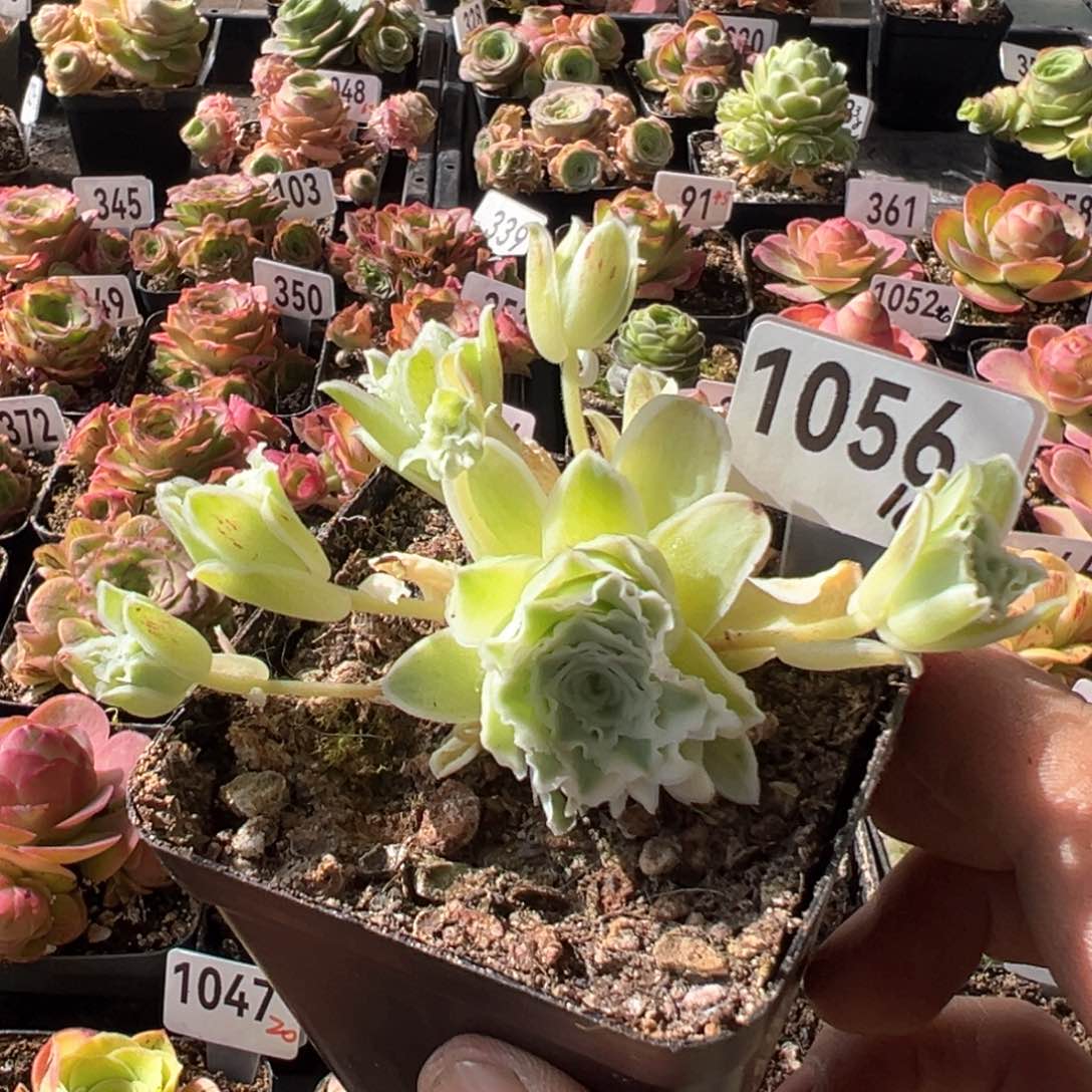 秋夕1056山地玫瑰多肉