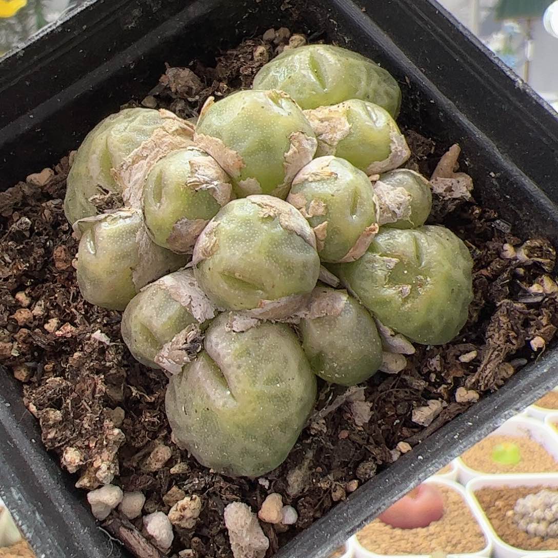 【闪购商品】115 开播福利