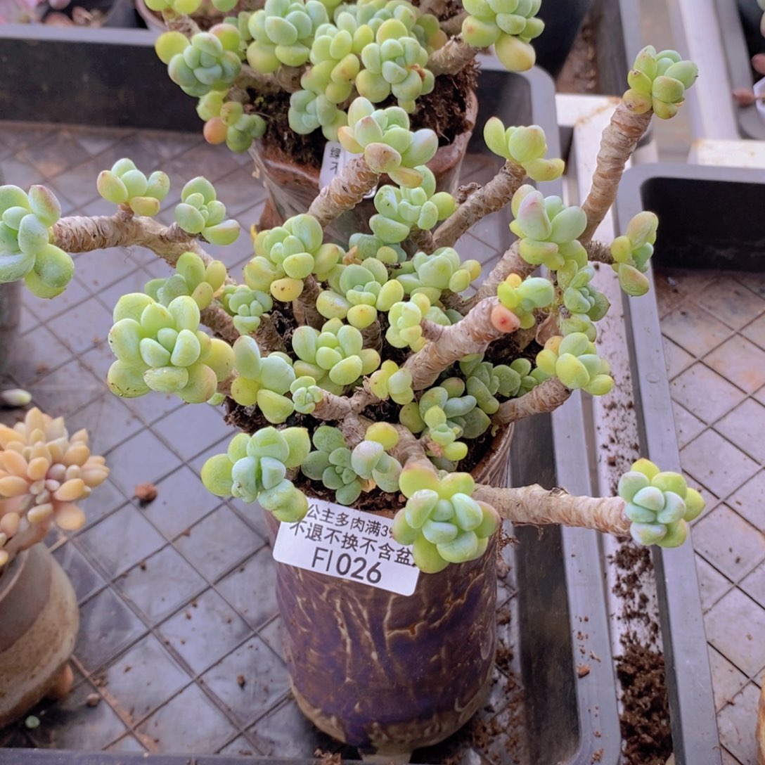 劳尔老桩12cm1026多肉植物