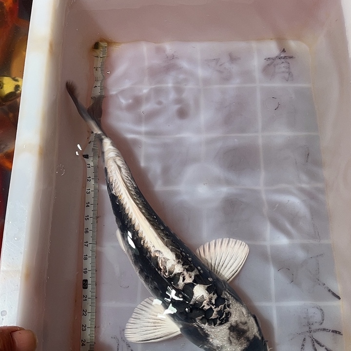 蝴蝶鲤鱼渔场直发65