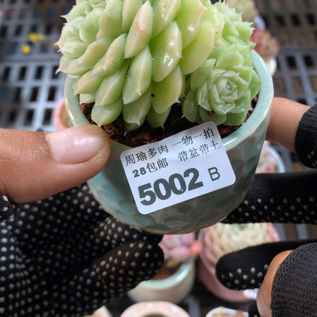 精控多肉植物5002