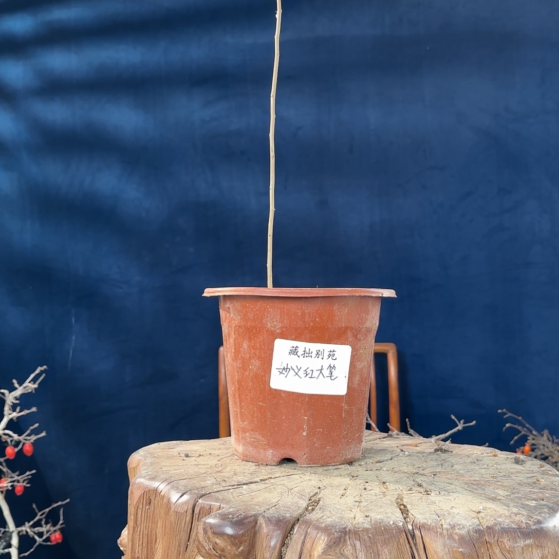 小***爸哈哈哈哈哈哈哈哈哈