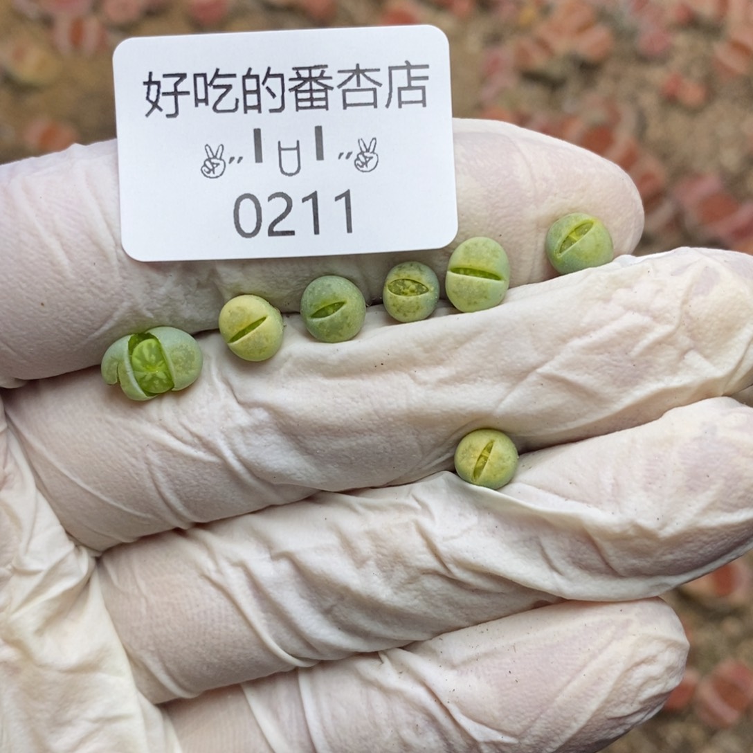 0211。零下拍保温。很小！！！绿橘