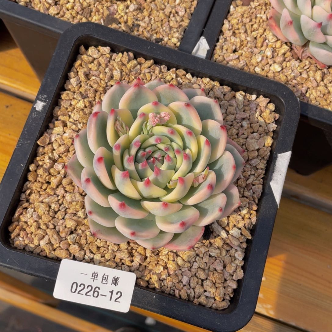 0226-12-吉娃娃锦。。。。。。多肉