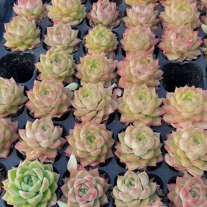 小麦秆1元带土发货