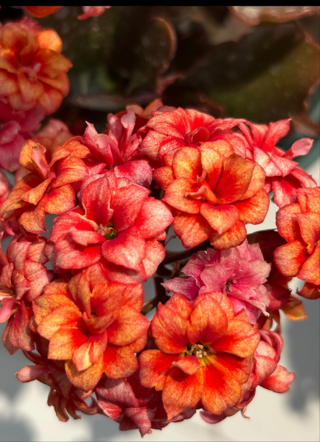 【烟花】130盆长寿花