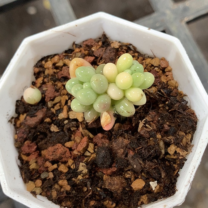 不知名阴阳锦叶插