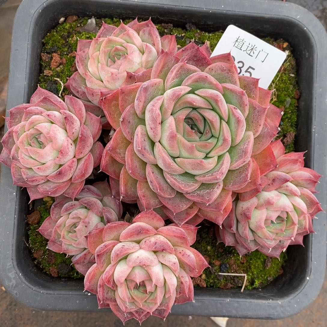 彭*虎杂交精品多肉235