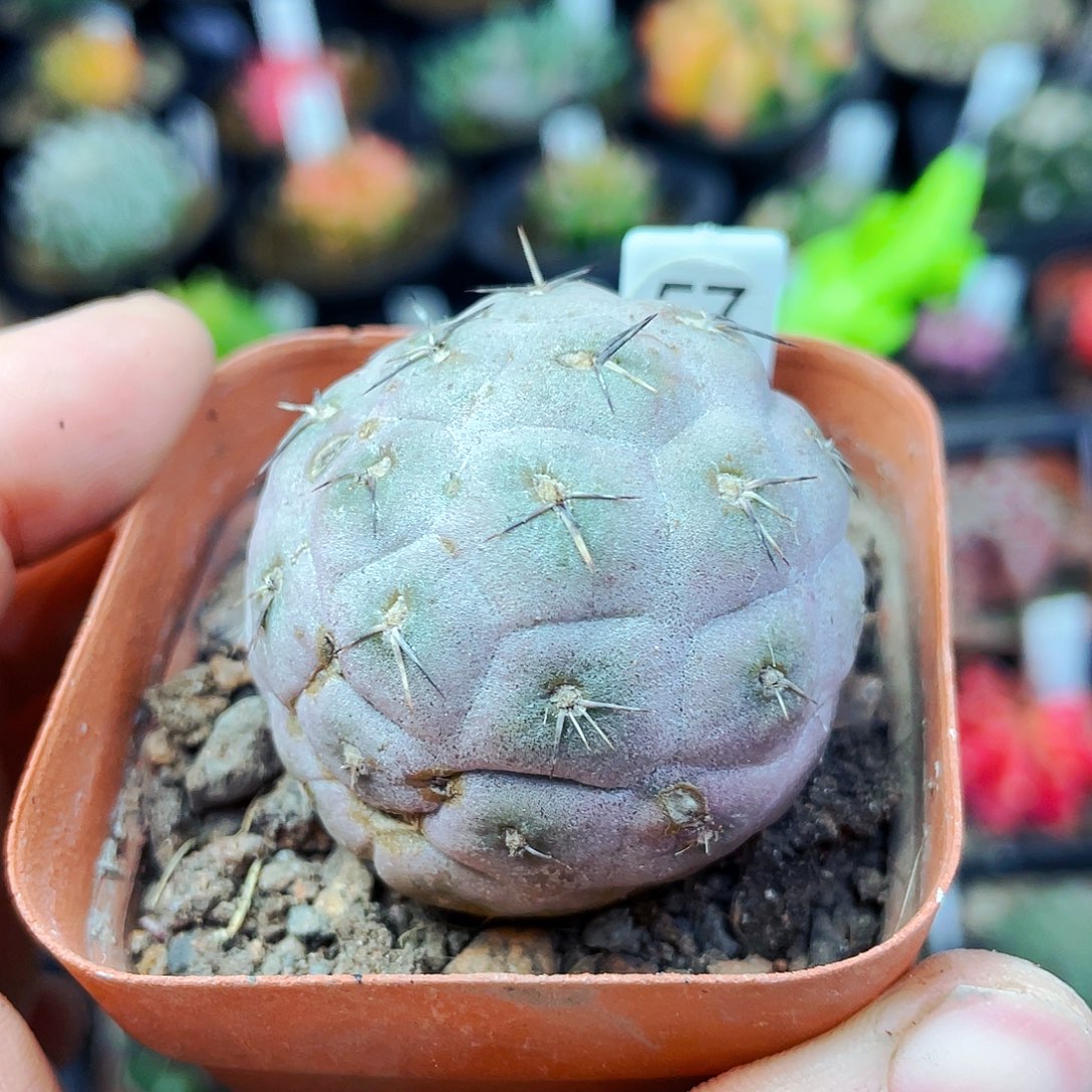 习志野非偏远地区满25包邮仙人球