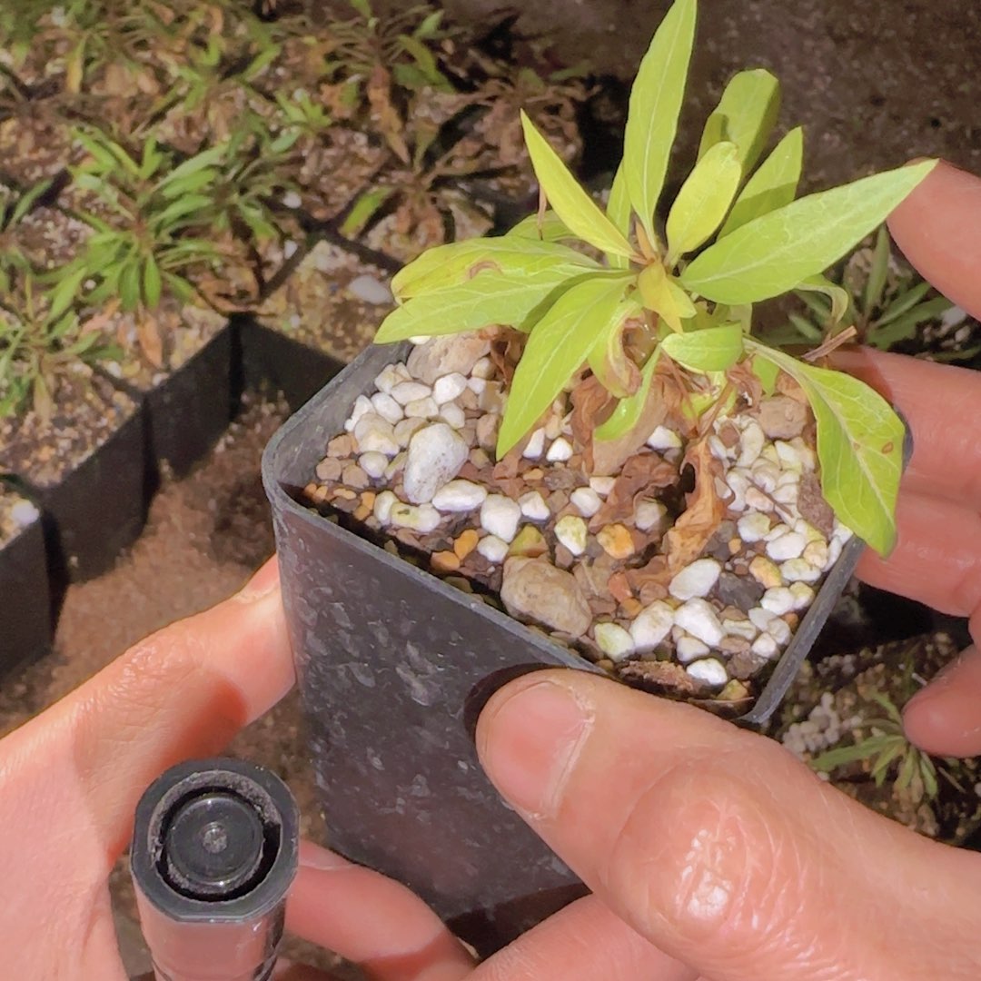 十***时块根植物块根植物