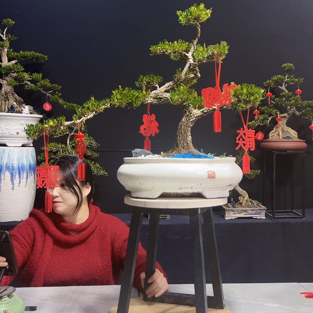 广东黄杨木盆景皱皮黄杨木  