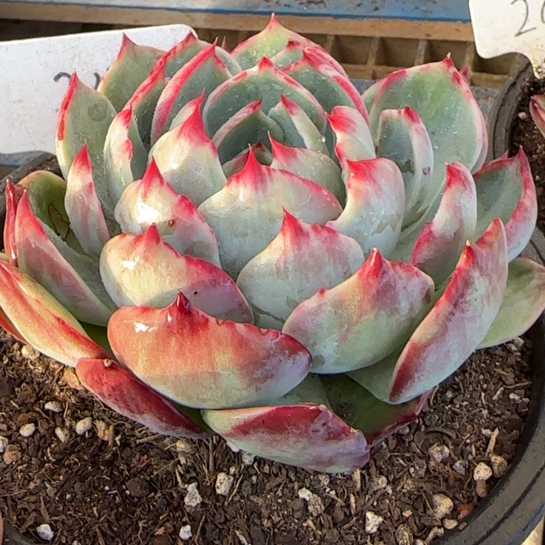 花脸拉丝包子惊鸿一物一拍包装收缩花旱247