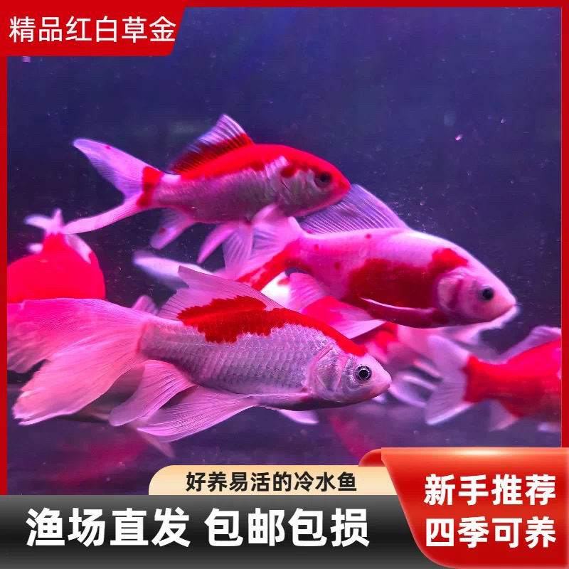 【精品长尾红白】7-9公分 锦鲫观赏鱼 9尾 好养耐活 观赏效果好