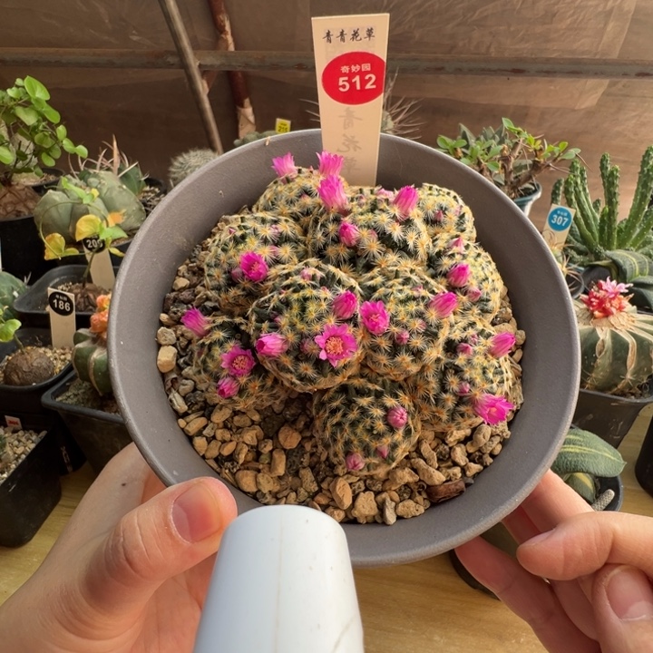 佛头明星群一棵11cm