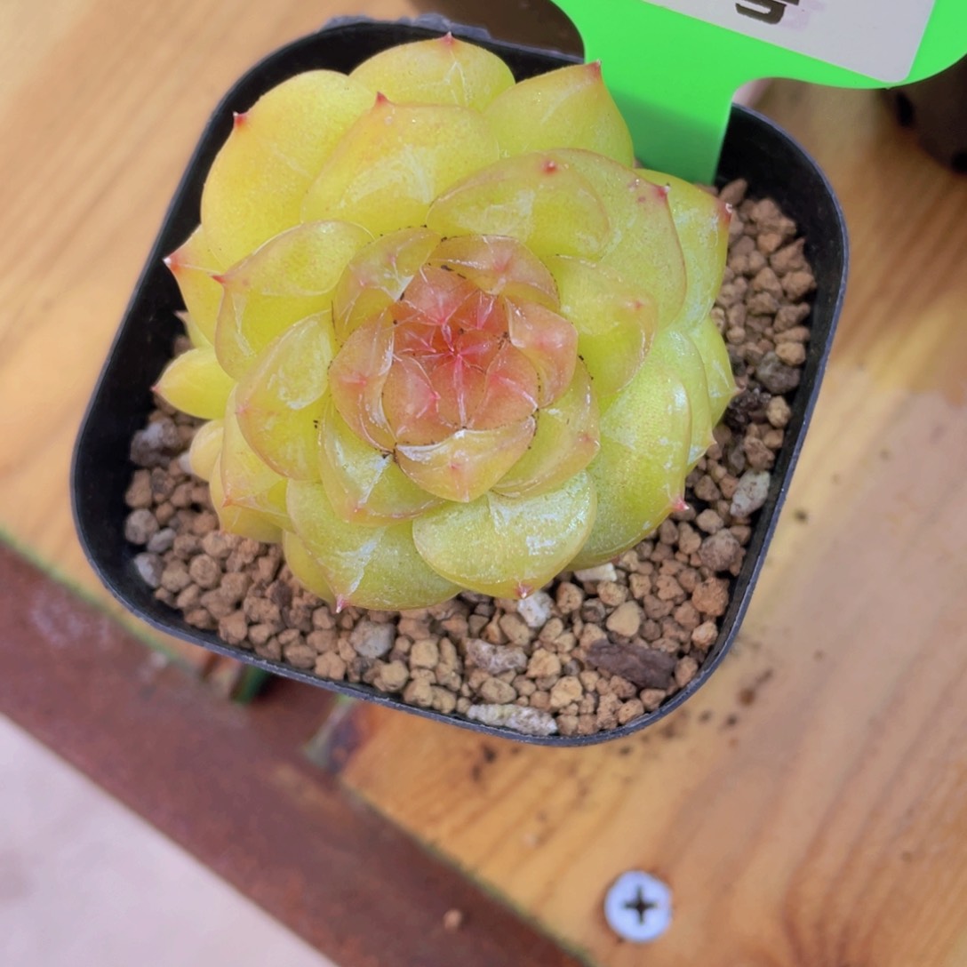 334号 孤品珍妮一颗多肉