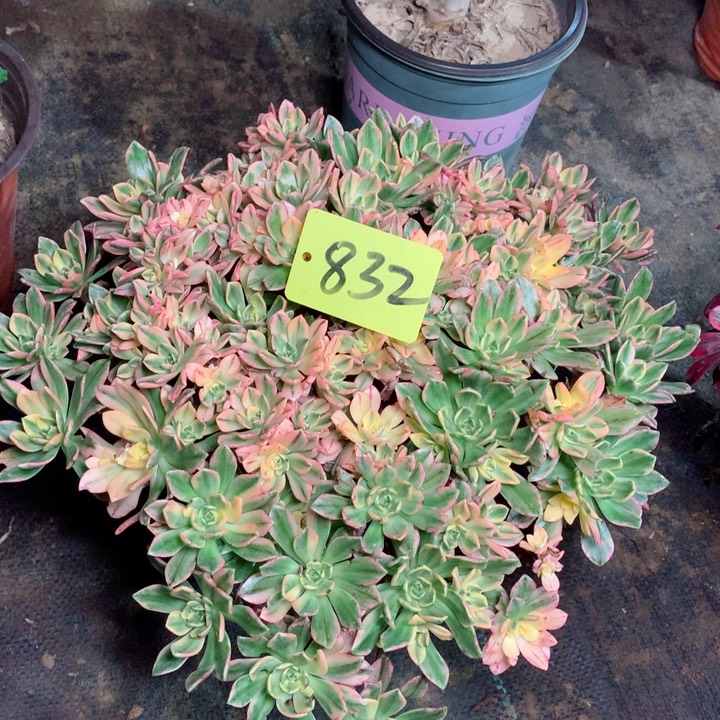 832甜茶多肉111111