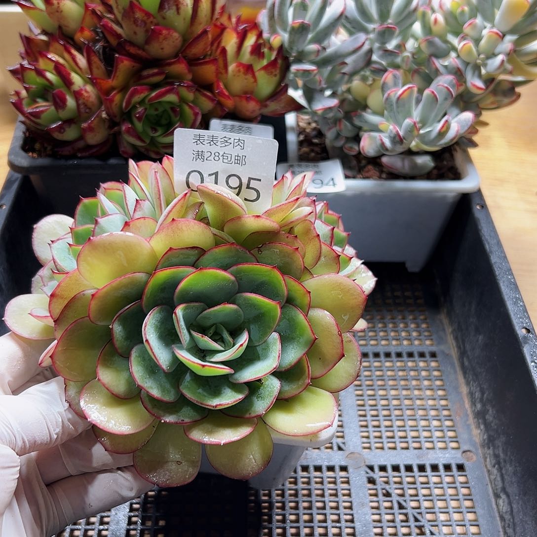 多肉一物一拍0195