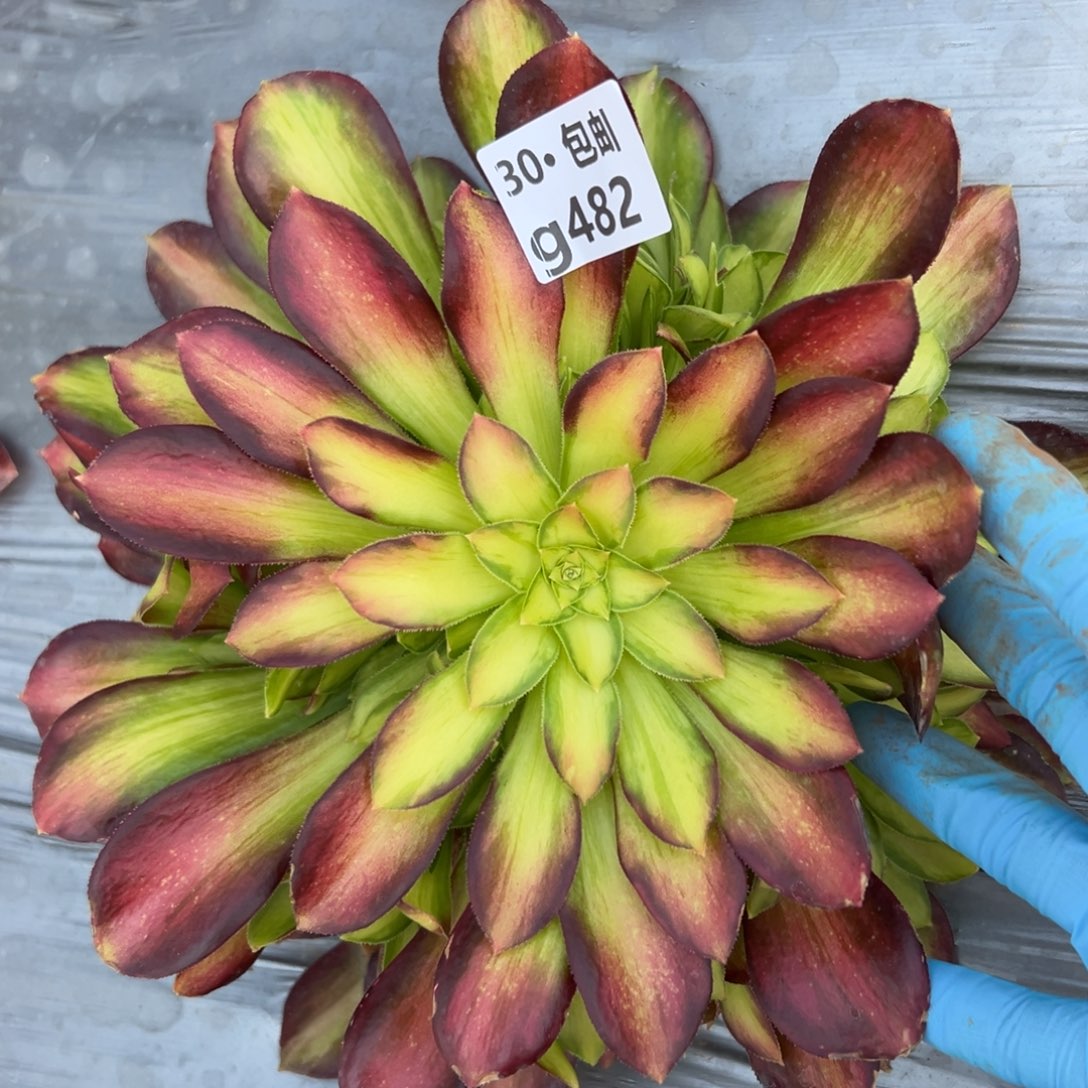 482韶华多肉法师