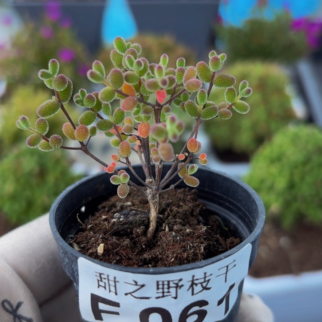 实生蜜也糖球061。  