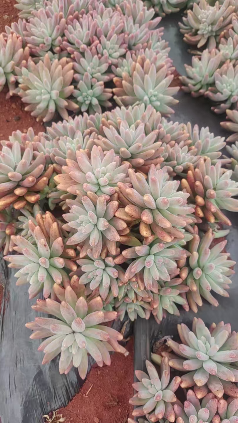 地栽手捧秋丽多肉植物