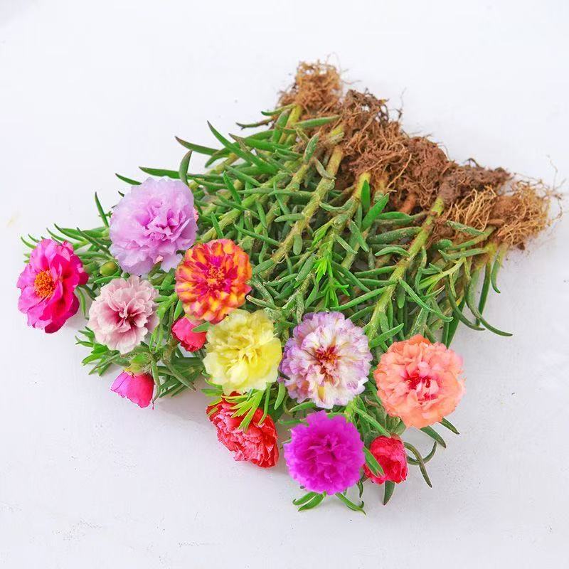 养不死的重瓣太阳花苗带根带花苞发货盆栽花卉阳台花草开花绿植
