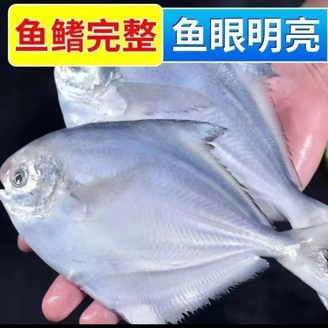 鲜小鲳鱼（2斤）无冰