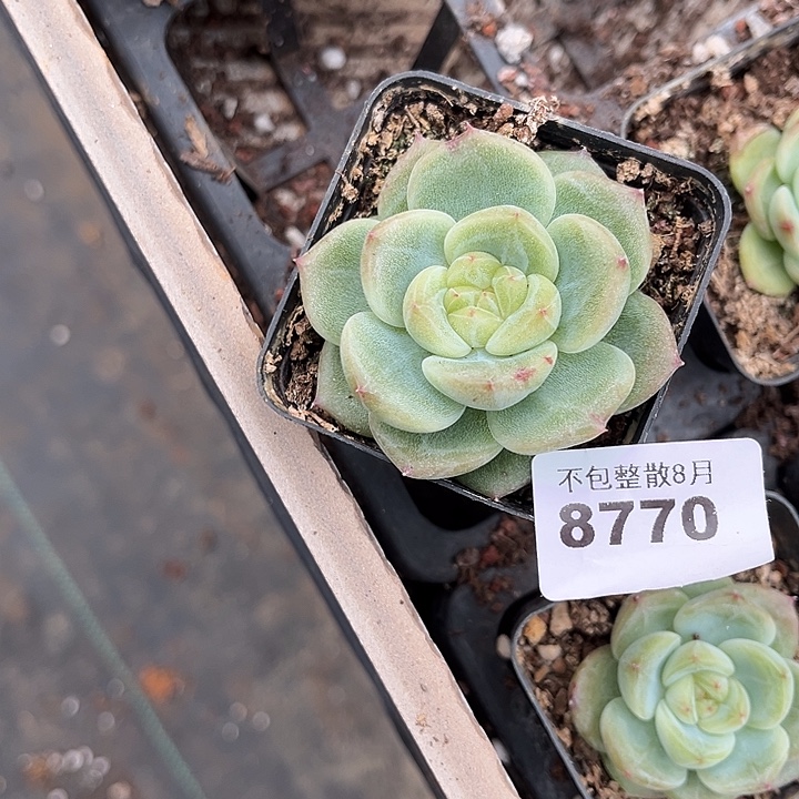 阿雅园艺。        8770寒冰