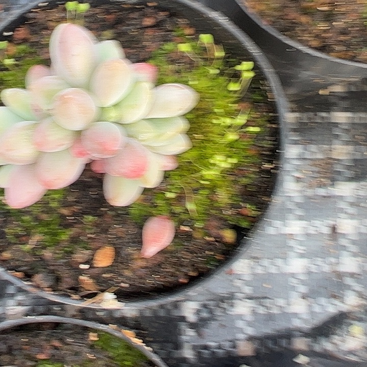 7头烟花111111111