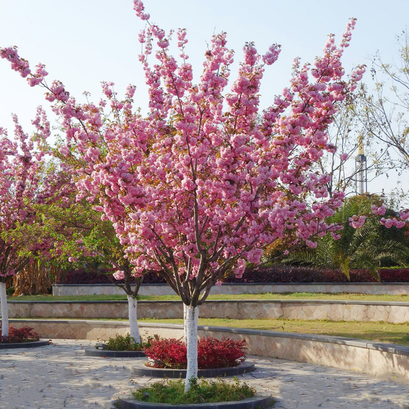 樱花树苗盆栽庭院种植大型高档四季绿化耐寒风景树正宗重瓣樱花苗