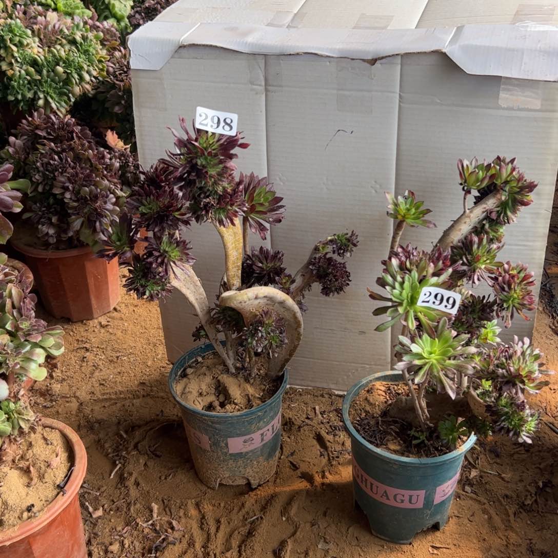 有伤两颗298.299高38.33