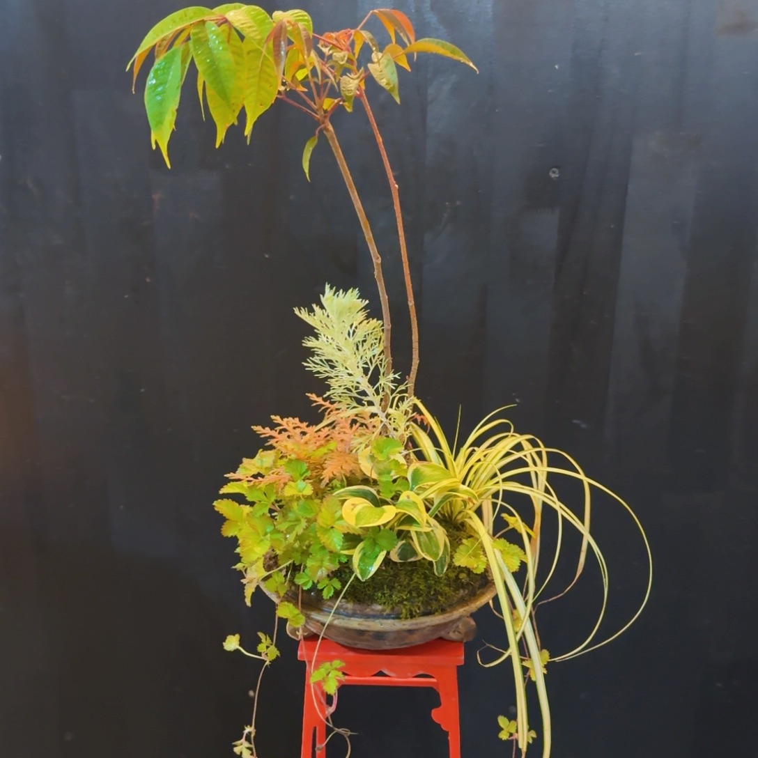 无花朵山野草日本南蛮盆