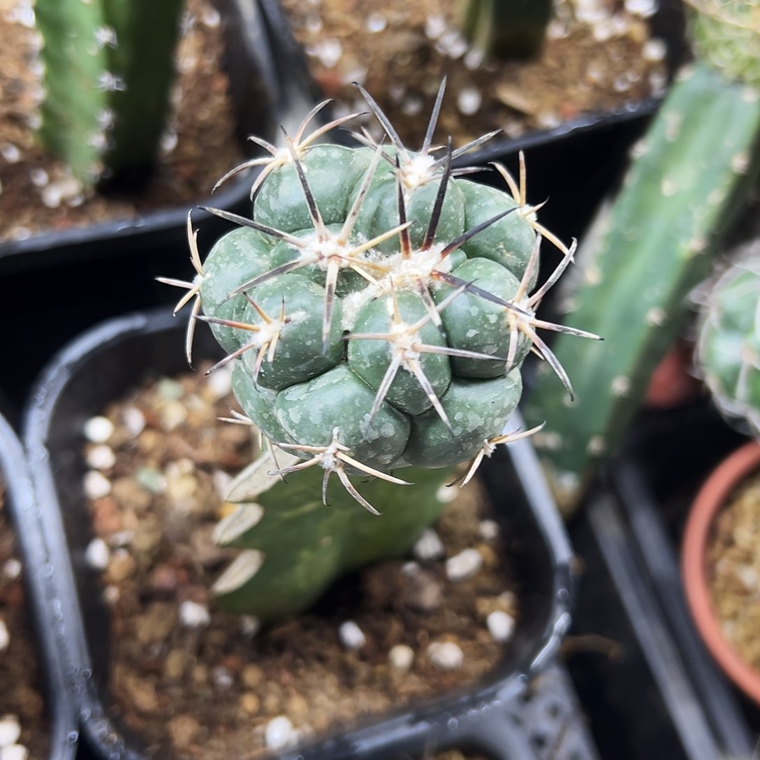 龙角冠仙人球1111111111