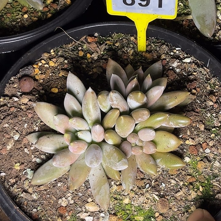 多肉植物红胖体哥特891