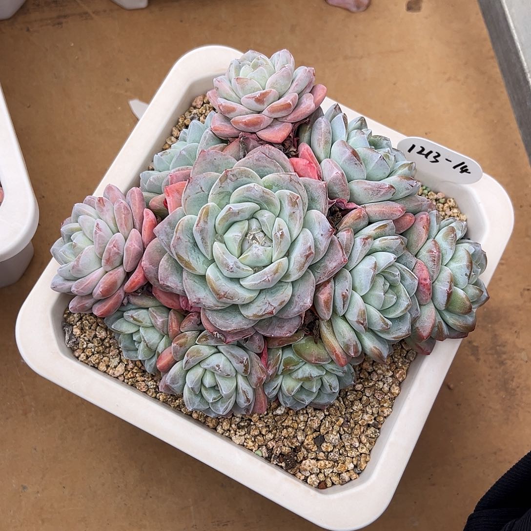 淡***51213-14冰玉群。。。。。。