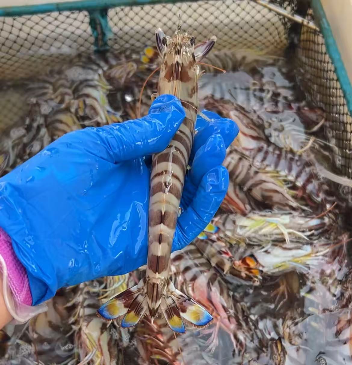 野生海捕竹节虾/斑节虾/基围虾/新鲜捕捞/威海源头直发