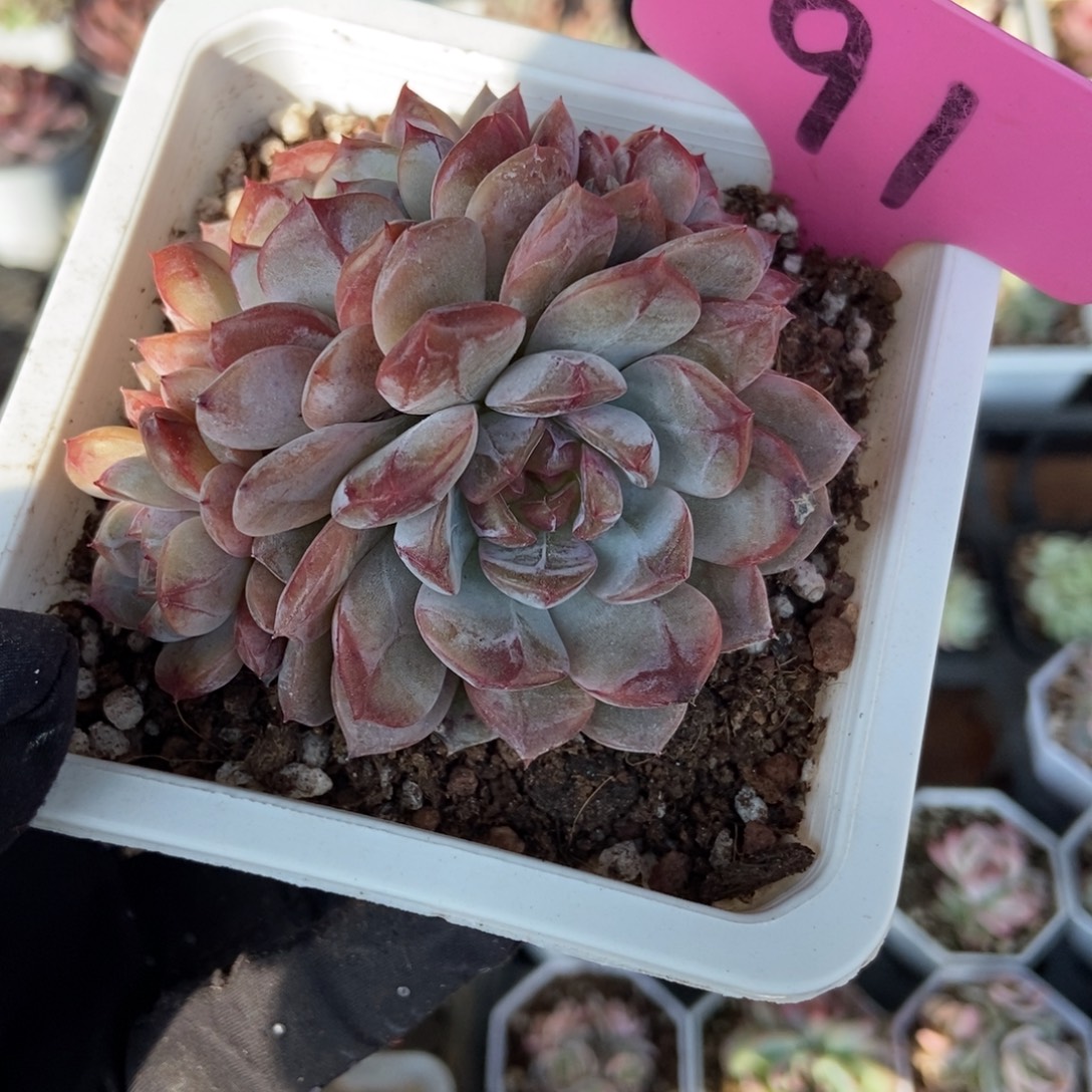 91糖果珍妮多肉植物