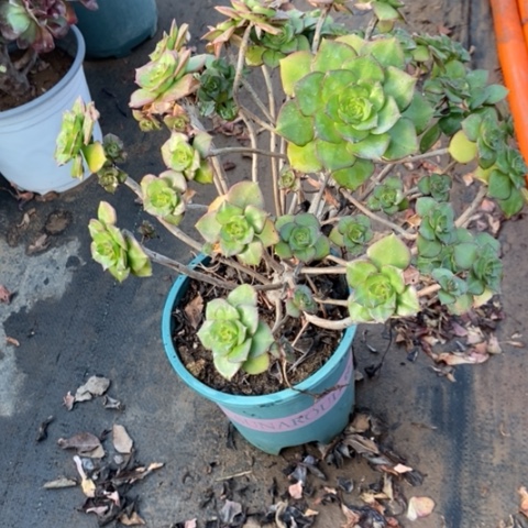 青衣1多肉植物法师