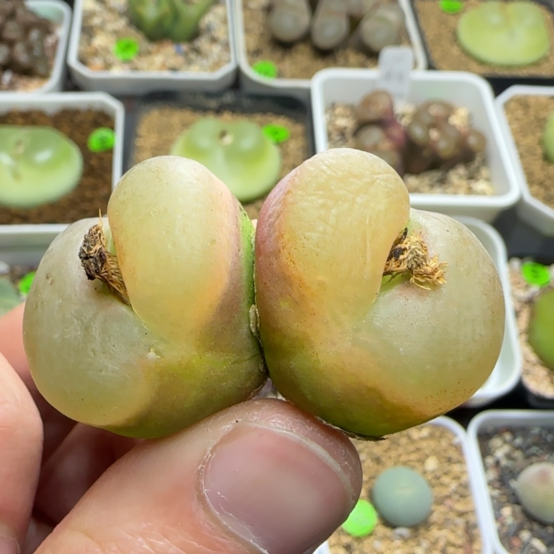 漂漂亮亮多肉植物40