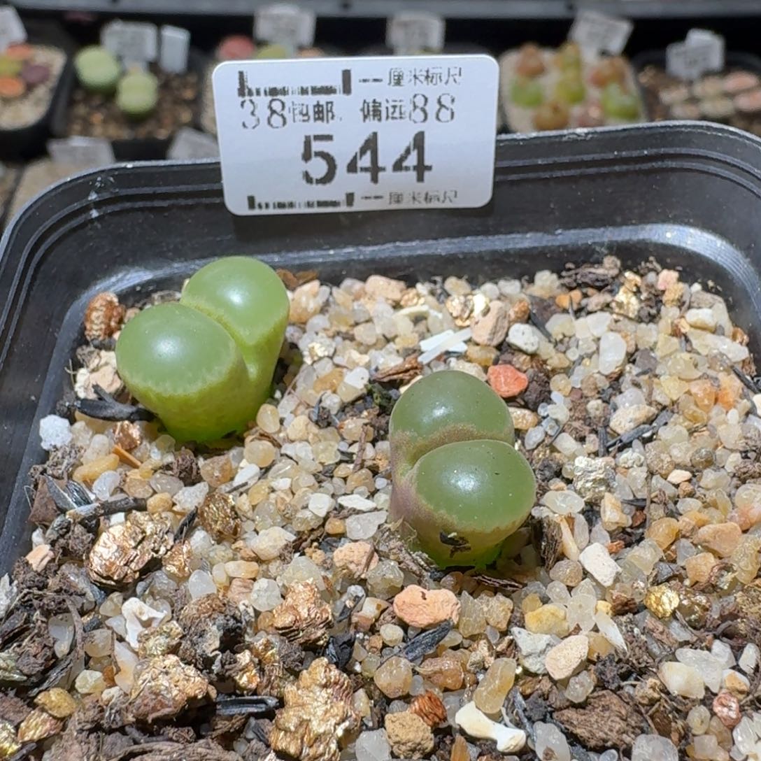 j***aSss清货了清空544