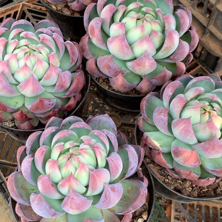 超大惊鸿仙子29.99